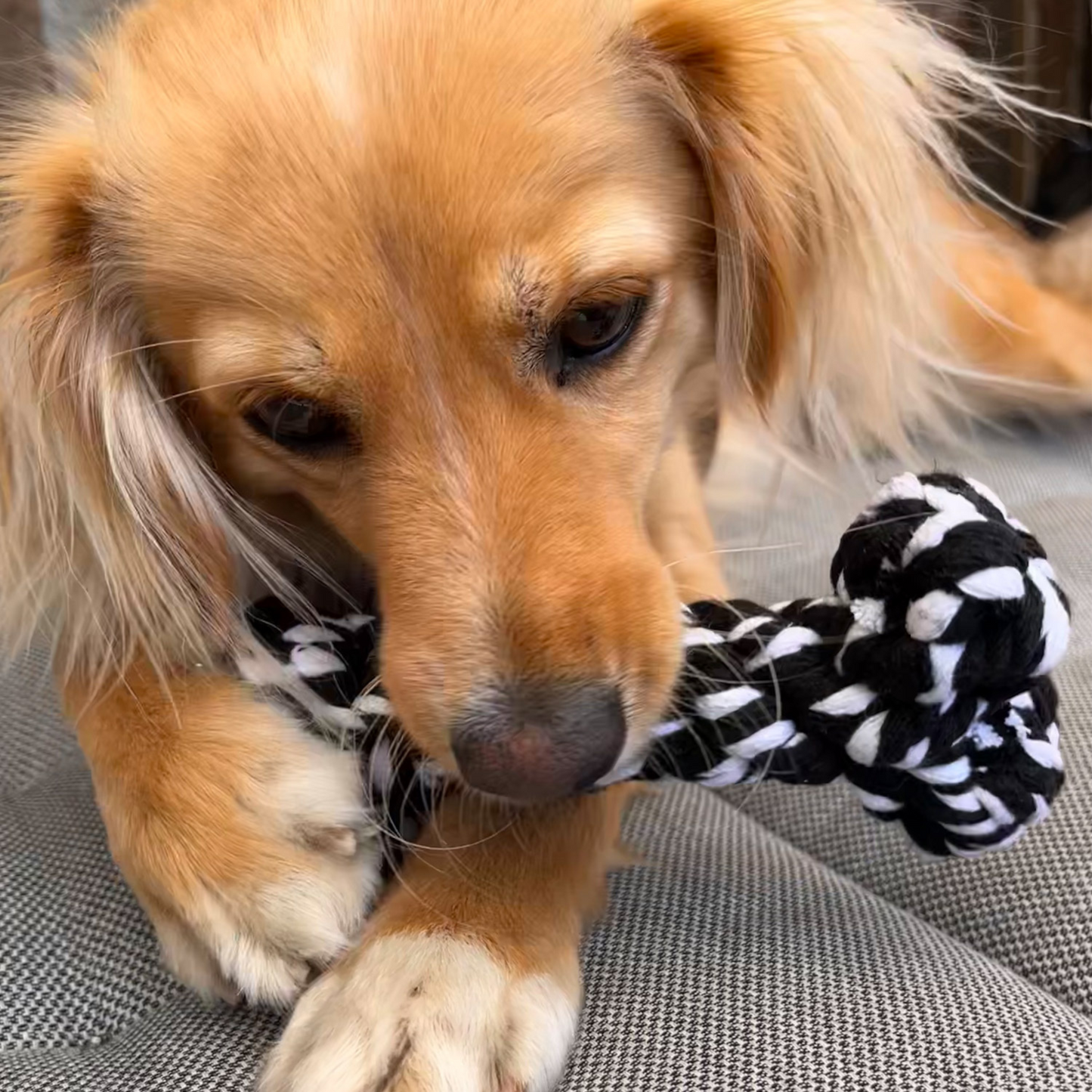 Hundespielzeug "Bonnie Bone"