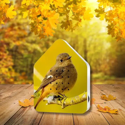 Zwitscherbox - Fröhliche Vogelgesänge für dein Zuhause