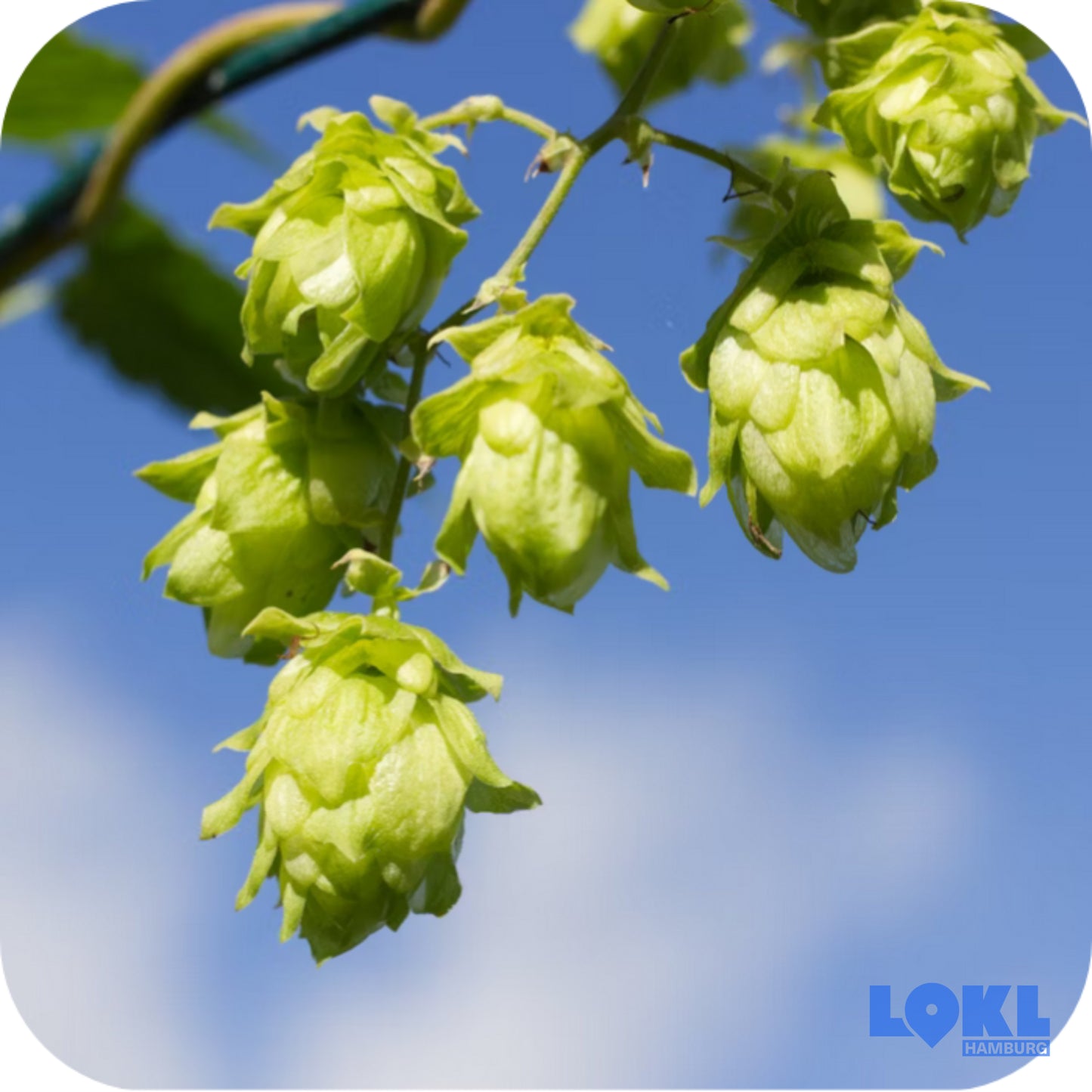 Bier 'DiggaBräu' - 4er Box