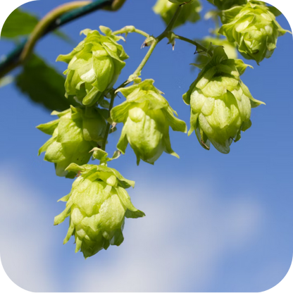 Bier 'DiggaBräu' - 4er Box