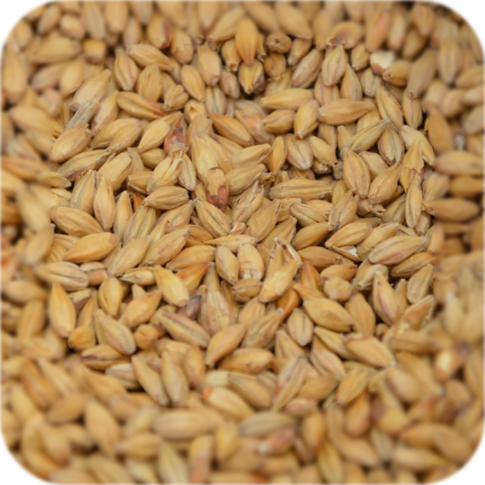 Bier 'DiggaBräu' - 4er Box