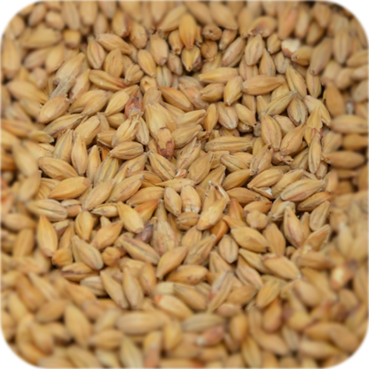 Bier 'DiggaBräu' - 4er Box