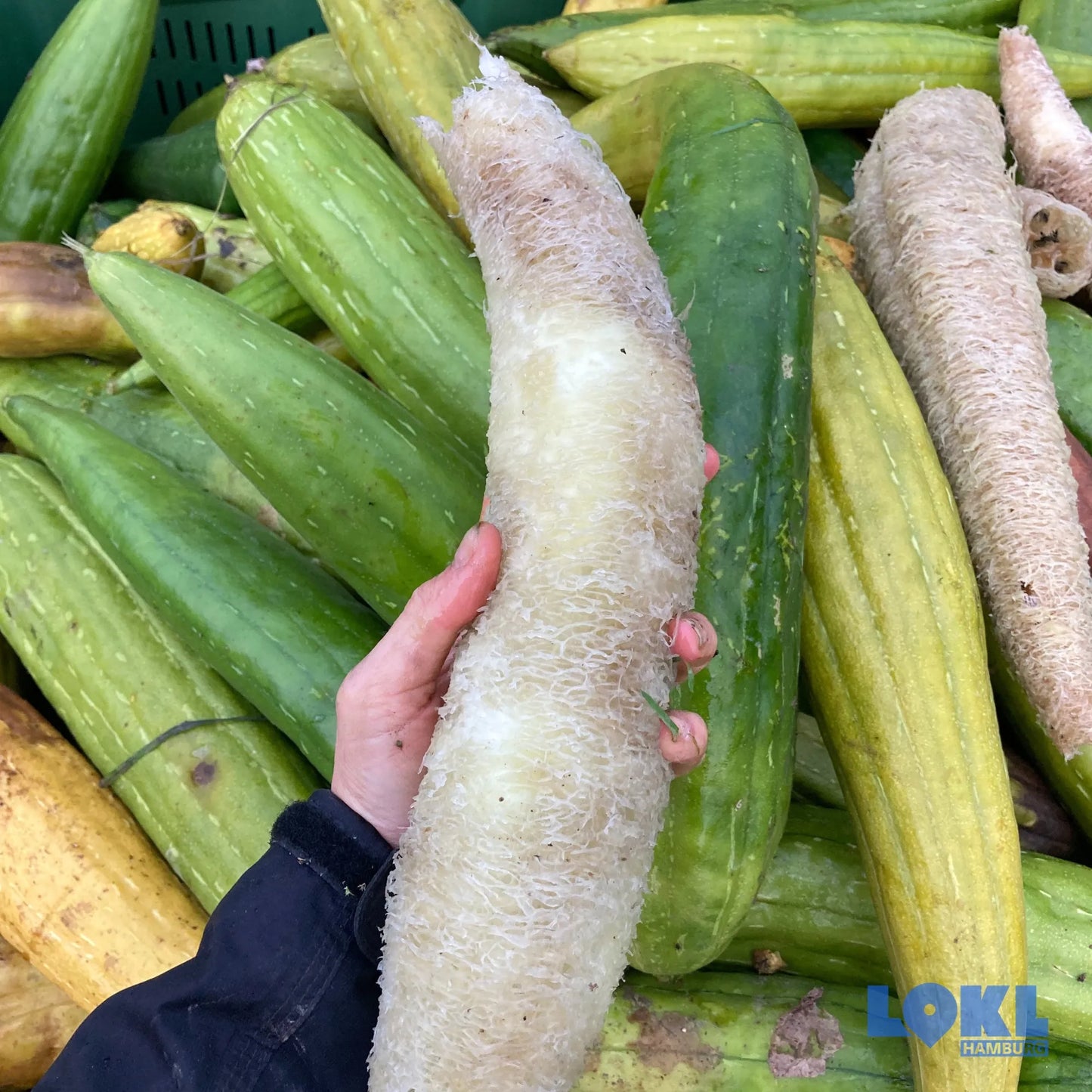 Luffa Schwamm 'Le gurque'